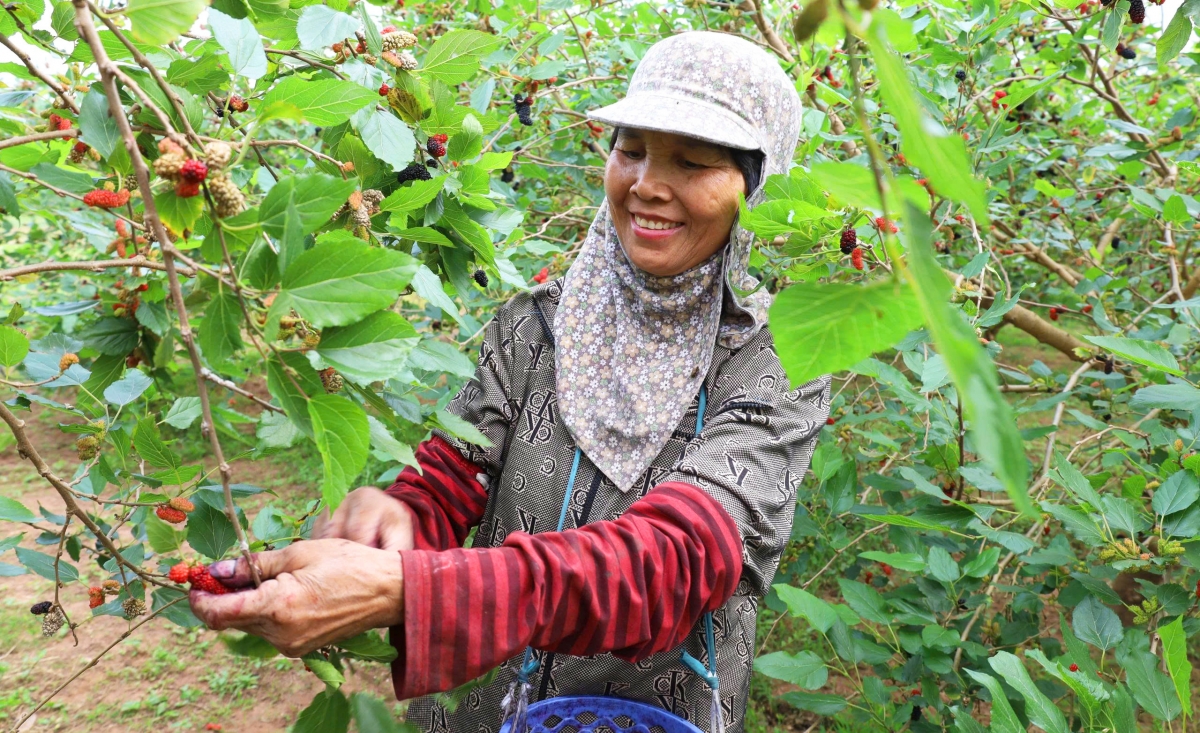 Hát Môn nhộn nhịp mùa thu hoạch dâu tằm